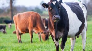 SAGO advierte crisis de costos y alerta por riesgo agroalimentario en el sur